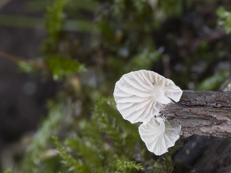 Entoloma jahnii